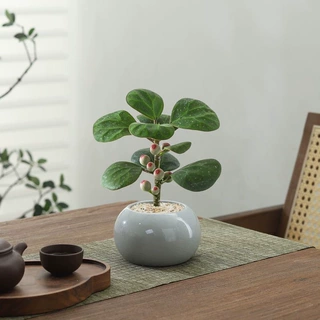 禅意小盼菩提树盆栽植物室内桌面四季客厅观叶办公室绿植好养盆景