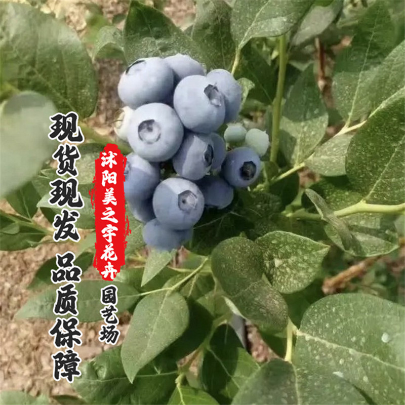 蓝莓苗盆栽地栽果树苗兔眼蓝莓树苗四季栽种南北方种植带原土发货