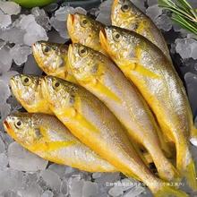 海鲜5斤黄花鱼新鲜海鱼鲜活整箱烧烤冰鲜生冷冻小水产小黄鱼商用