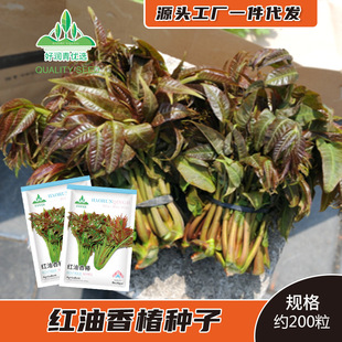 �t���㴻�N�������㴻��ѿ�N��ѿ����ļ��̨�����㴺�˷N������
