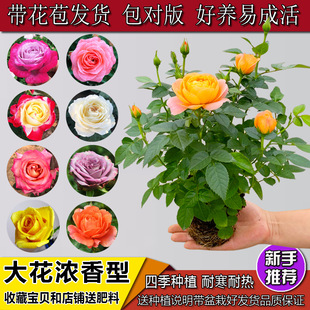 Juice Balcony Rose Seedlings Bloom All Year Round, Potted Green Plants, Indoor Flowers, Easy-To-Live Roses with Buds, Courtyard