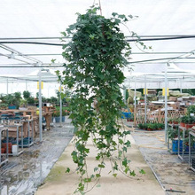 ���mֲ�����~�������·��k�������������L�ٵ��m�҃��̨���ܺ��B