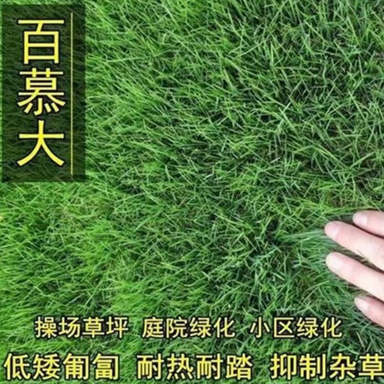 混播百慕大草籽矮生四季青狗牙根护坡高羊茅早熟禾多年生黑麦草种