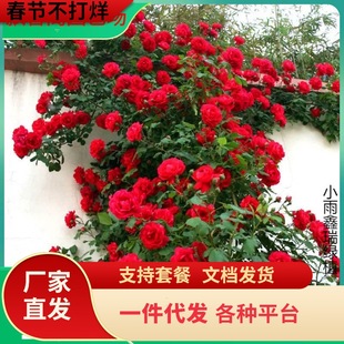 һ�����l��΢�������m��ͥԺ�N�Ļ��������Nޱ�ش󻨆�ޱ���绨��