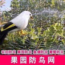 尼龙大棚葡萄果树防鸟网果园天网用用网防鸟的养殖网防鸟丝网