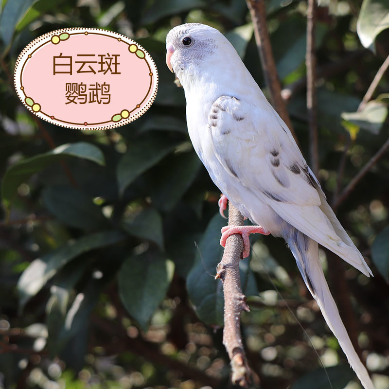 生きたオウム、生きた鳥、セキセイインコ、話す鳥、ペットの鳥、雲の斑点、小さな飼い慣らされたオカメインコ、生きた鳥|undefined