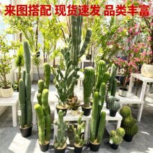 ����Gֲ ������������ ������������ ���ֲ�� �҃ș����辰�[��
