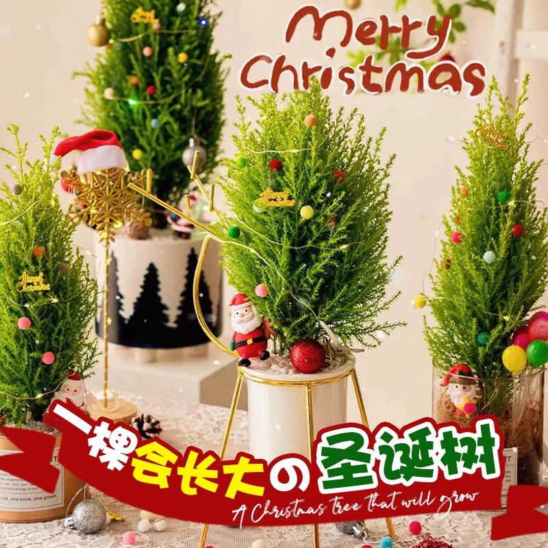 Xiaoxiangsong горшечная Рождественская елка комнатное растение украшение Настоящее Дерево гостиная зеленое растение хороший корм Four Seasons цветы маленький подарок