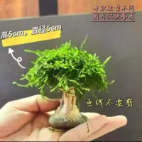 Hướng Dẫn Trang Trí Hồ Cá 1688: Cây Tảo Nước và Đá