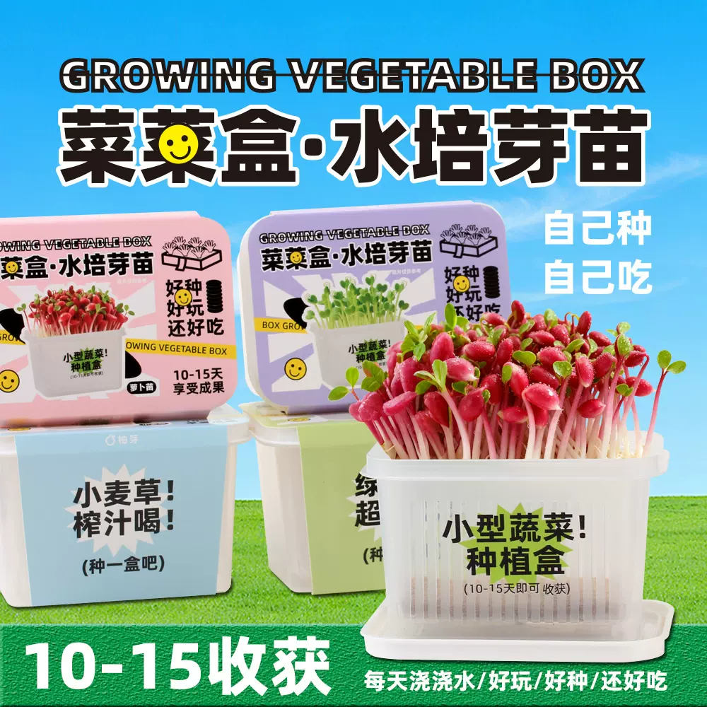 创意小盆栽儿童无土水培育种植玩具学生科学小实验植物生长观察盒