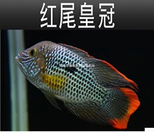 �tβ�ʹ��~���w���^����^����ʹ��{��Ꭷ�^�p�~