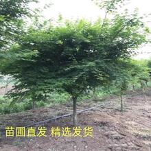 小叶鸡爪槭树苗丛生鸡爪槭青枫树苗庭院风景树苗四季常青绿化苗木