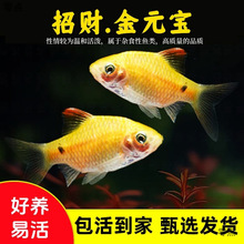 ��Ԫ���~���wС���~���B�ײ͵�ˮ���B���~��ˮ�����~С�~���^�p�~