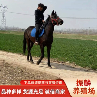 骆驼多少钱一匹半血马俱乐部 乘骑马多少钱一匹 山东养马场