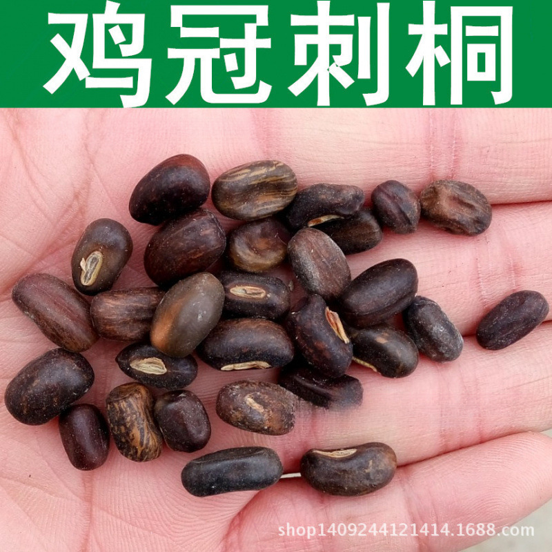 跨境 林木种子 鸡冠刺桐种子 象牙红 鸡冠豆 巴西刺桐 1件=1斤
