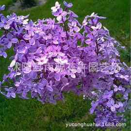 散装紫丁香种子 优丁香树种子耐寒树种 白丁香小叶暴马丁香花种子
