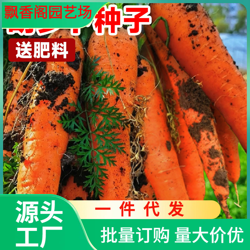 一件代发胡萝卜种子水果蔬菜种孑红樱桃萝卜种籽大全四季种植菜苗