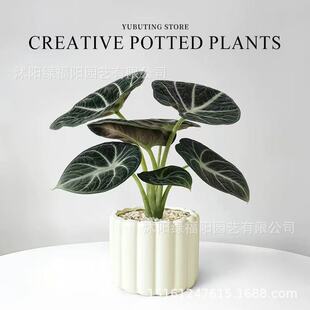 �����Z������������С�Gֲ�҃������׃��@�W�t����λ���Bֲ��