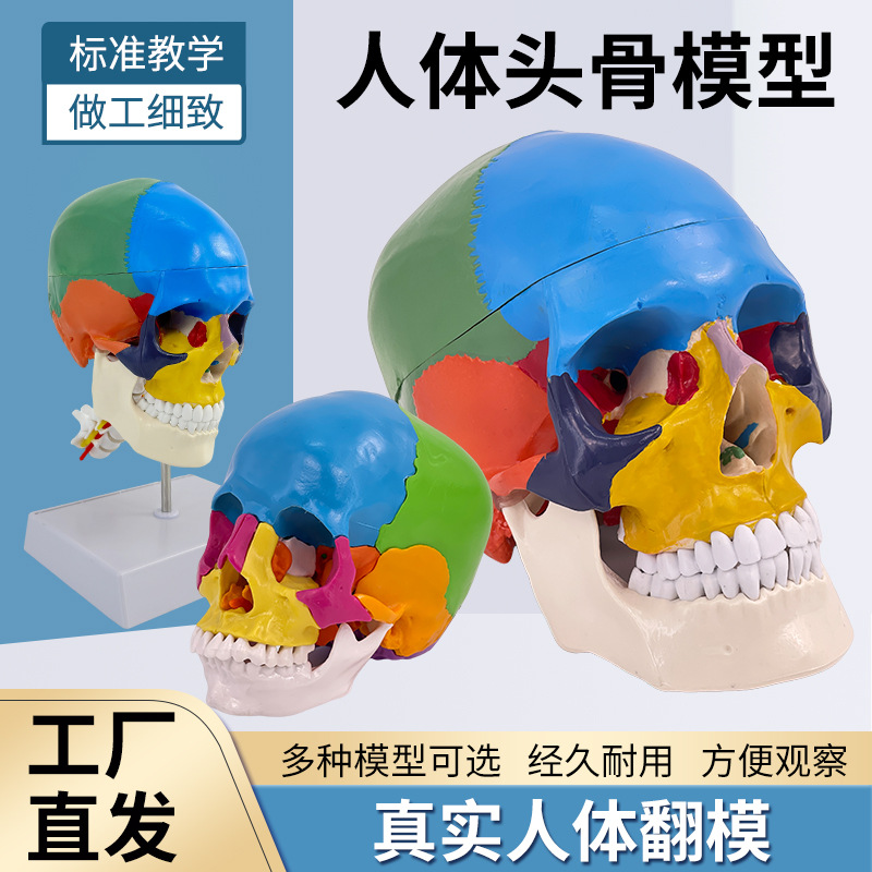 ��ɫͷ��ɫ�Է��� ��ѧ����1:1����­�Խ���ģ�͸���׵���Զ���