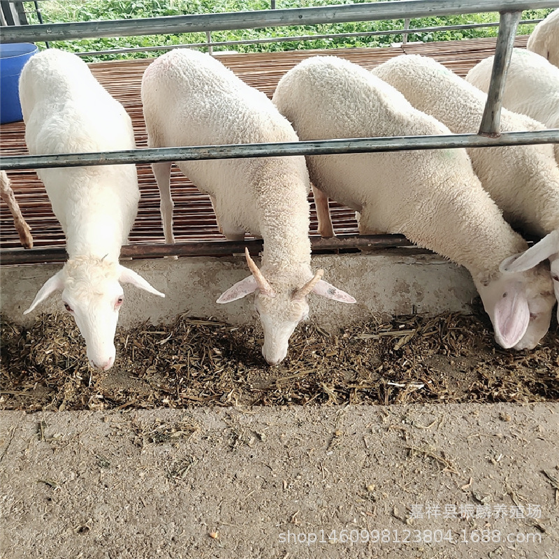 The Difference between Huyang and Xiaowei Han Sheep How to Raise Captive Ewes Xiaowei Han Sheep Breeding Base