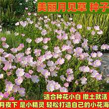 【跨境供货】美丽月见草花种子夜来香花籽种多年生庭院室外盆栽易