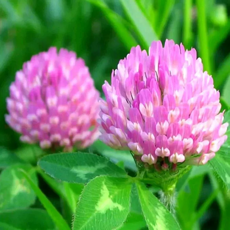 Клевер красный трехлистный семя многолетний газон сад зеленый навоз корма