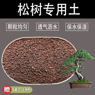 松树土黑松黄山松罗汉松雪松土风化土盆景土种植土赤玉土红土-阿里巴巴