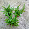 Base -based Boston fern kidney fern.