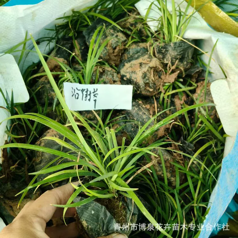 Основание для рассады в горшках для ступенчатой ​​травы по улице, парковое дорожное освещение, база для рассады в Шаньдуне Цинчжоу.