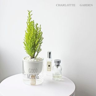 Charlotteˮ��ֲ���~�X�ݗd�ӻ��҃����Ԅ������նY��