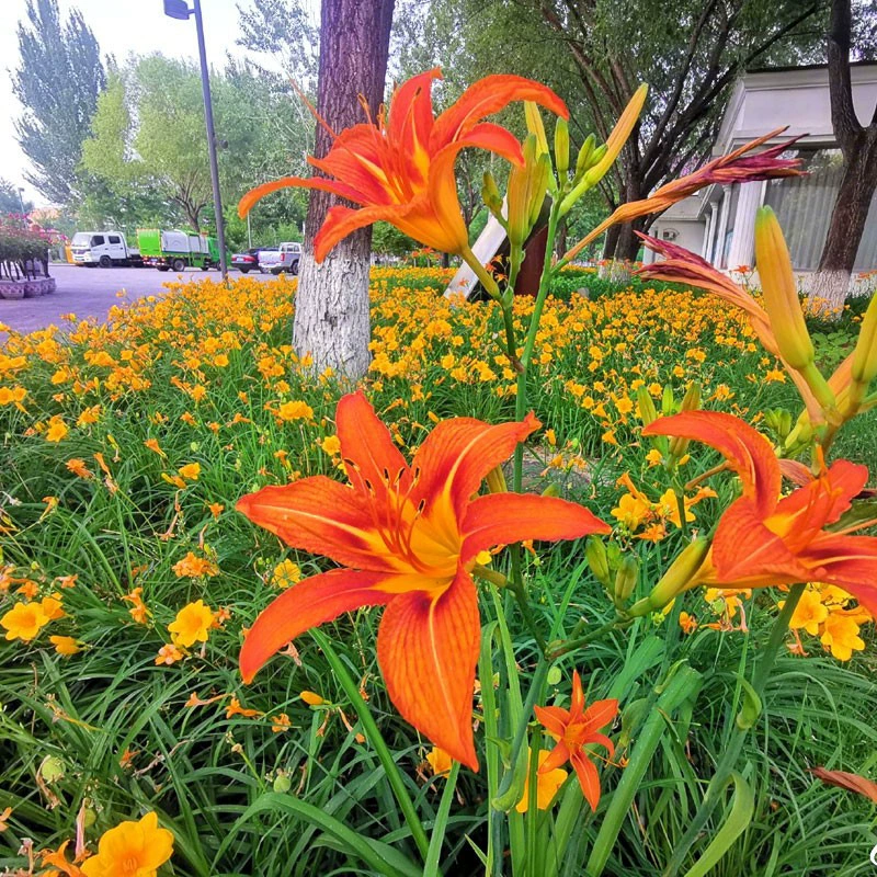 Семена Хемерокалиса большой цветок Семена садовый молотый цветок газон украшает садовые цветочные семена в горшках