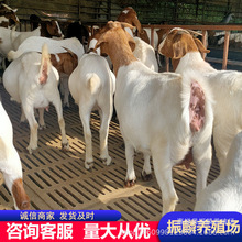 �����Nɽ�����һֻ �����u��Сβ���� ����ɽ���Bֳ��