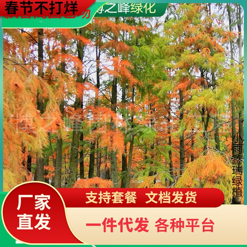 Tsuga Sapling Base Wholesale Garden Engineering Greening Landscaping Plants Deciduous Trees Courtyard Yew