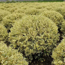 ��СϞ��ˮϞ���ش����t���^ľ���~�S�ͩ��ɭŮؑ