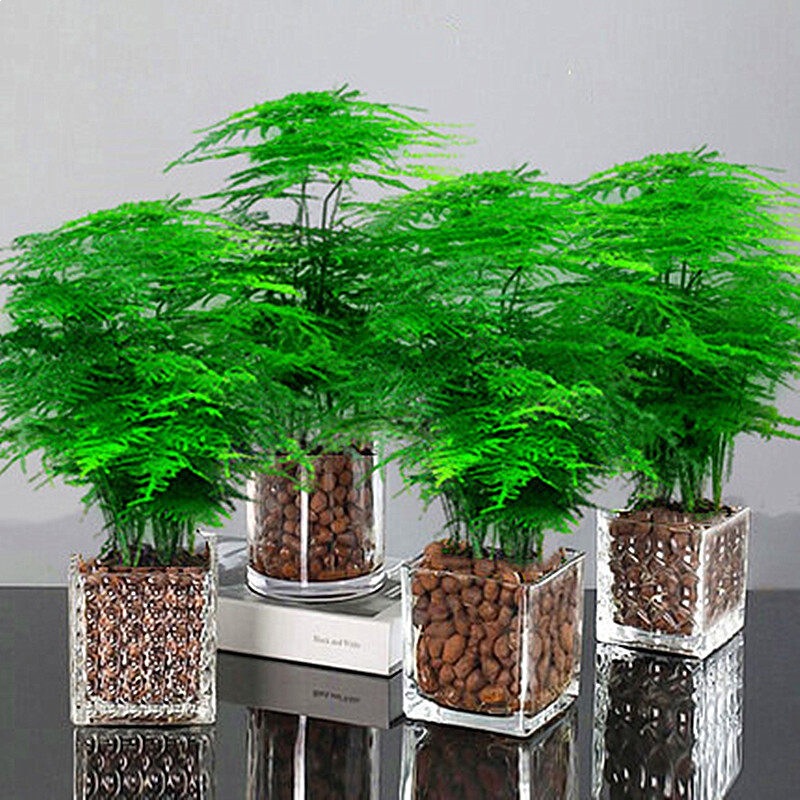 Asparagus Fern Potted Plants Indoor Air Purifying Office Green Plants Flower Potted Plants Bonsai Evergreen Small Potted Plants for All Seasons Asparagus Fern Potted Plants Indoor Air Purifying Office Green Plants Flower Potted Plants Bonsai Evergreen Small Potted Plants for All Seasons