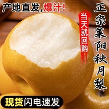 现摘现发山东莱阳正宗秋月梨水果新鲜脆甜应季整箱梨子自然树上熟