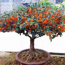 桂花树苗盆栽金桂浓香型花卉室内外庭院阳台地栽月月开花绿绿植