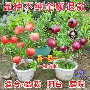 ʯ��������ϱ����Nֲ����Y������ͥԺͻ��˹ܛ����ɫ�tɫ��ʯ��