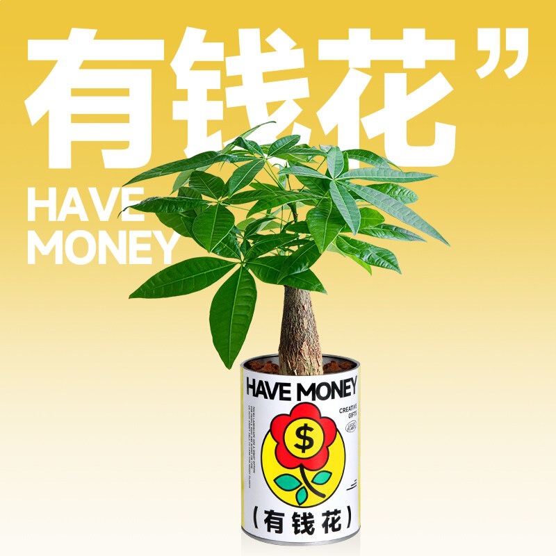Money Tree Plant Small Potted Plant for Office Desktop, Fortune-Attracting Flower, Green Plant for All Seasons, Gift for Chinese Valentine's Day