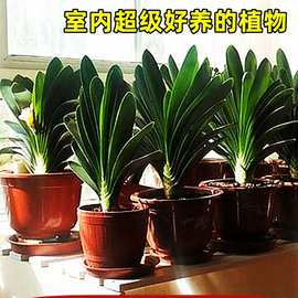 四季君子兰盆栽带花苞小苗花卉植物室内易活绿植水培好养多肉大全