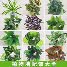 ����Gֲ��ƺ�Gֲ������b� �����^�z�ָ��~�G�}��˹�~�ٲ����l