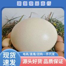 新鲜鸵鸟蛋送礼礼盒装超大非洲驼鸟蛋可食用鸸鹋蛋生鲜特大号鸡蛋