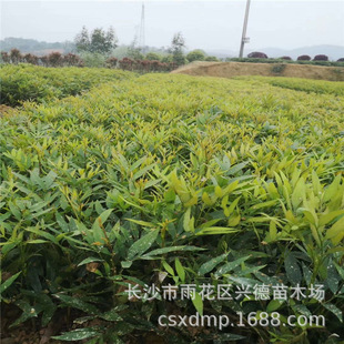Wholesale Top Ten Achievements Hunan Top Ten Achievements Seedlings Evergreen Shrubs Garden Greening Projects