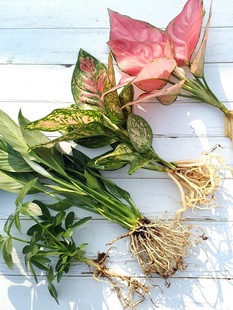 СGֲˮֲ҃ȼtGֲG}Сļˮ