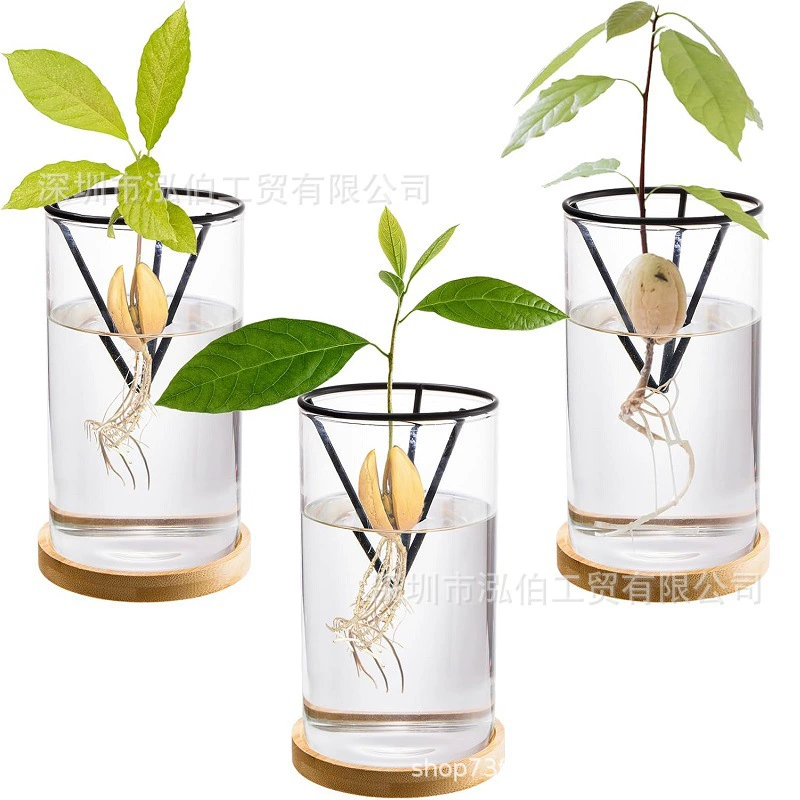 Посадка семян амазонки Посадка Посадка Посадка Прозрачный гидропонный держатель для семян Контейнер DIY Садоводство рассада