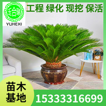 ���l�F���� �ļ����� �F�� �辰 ���� �K�F��ī�����F��С���҃�