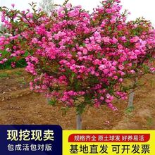 ͥԺ���Ę���G�������ͺ�ֲ�������ļ��_�����z�����������Ļ���