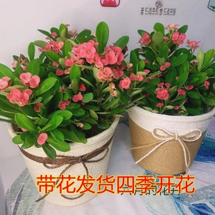 Iron Begonia Tiger Thorn Plum Potted Plant Blooms All Seasons with Buds Flowers Indoor and Outdoor Balcony Living Room Easy to Grow Cold-Resistant Plants
