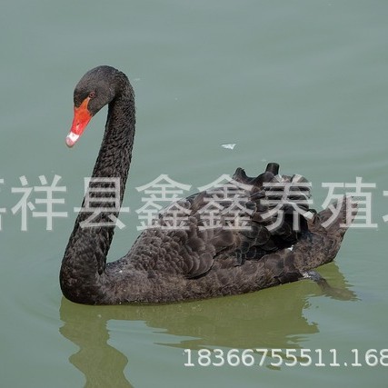 观赏成年黑天鹅活体 一对黑天鹅苗价格 养殖场出售观赏珍禽黑天鹅