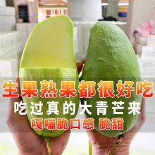 现摘越南生吃大青芒甜脆芒果辣椒广西青芒果酸脆新鲜水果整箱包邮